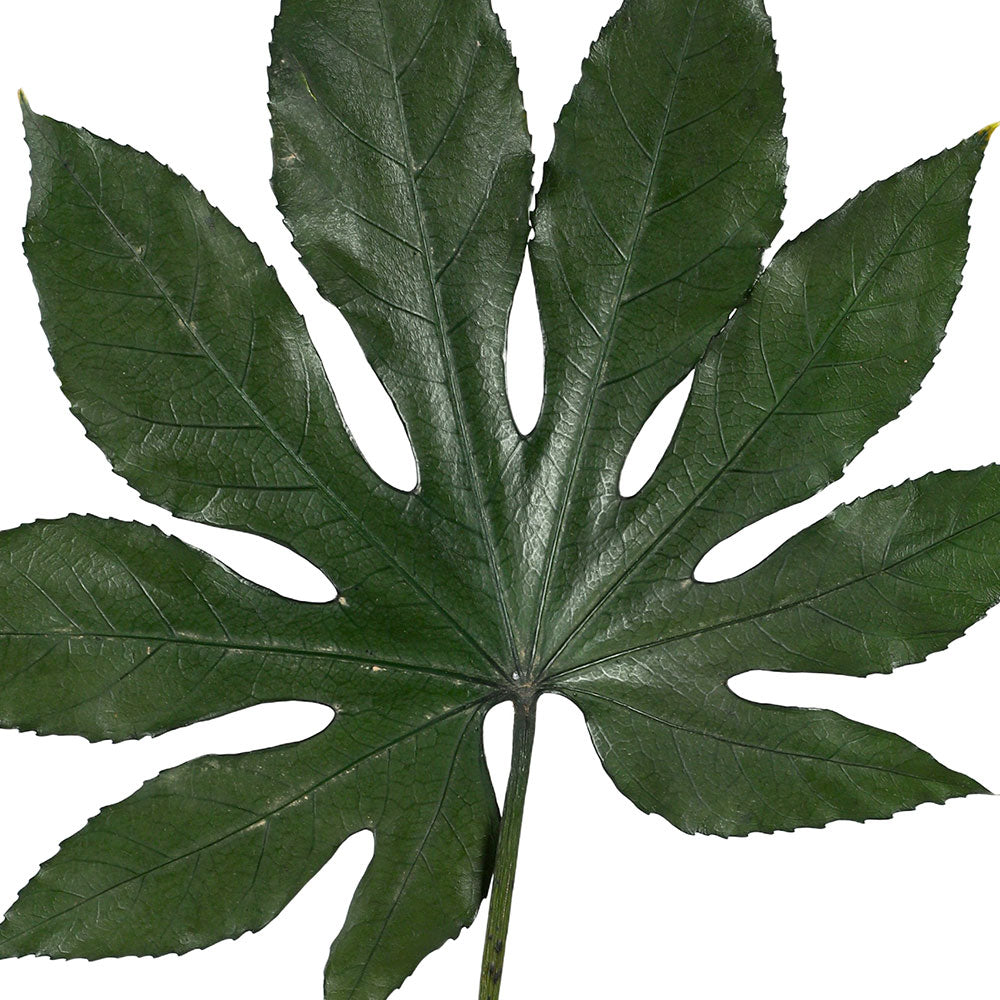 PRESERVED ARALIA HOJAS LEAF - أوراق أراليا هوجاس المحنطة