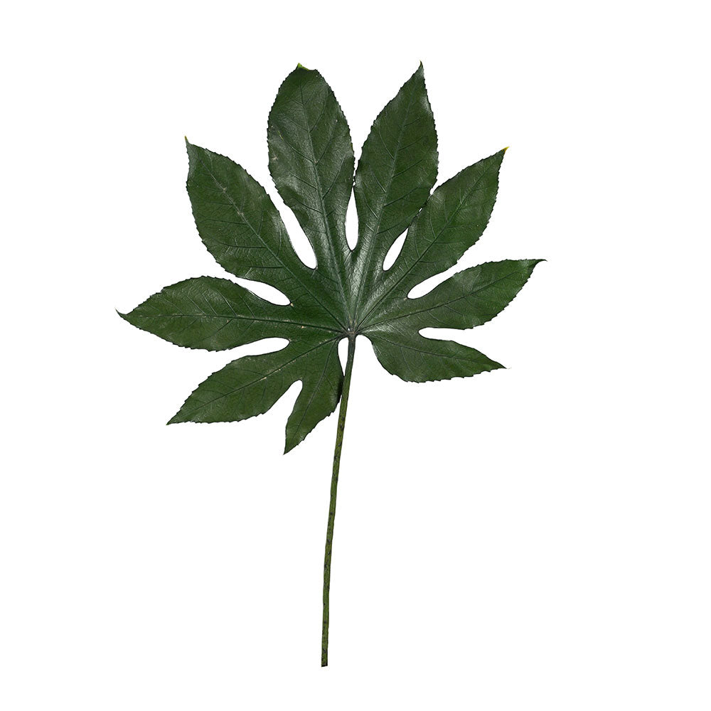 PRESERVED ARALIA HOJAS LEAF - أوراق أراليا هوجاس المحنطة