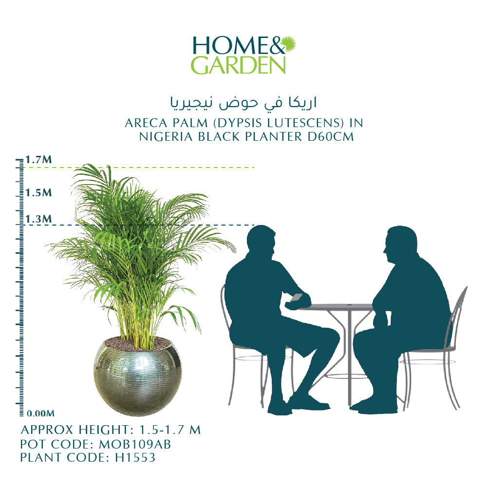 Areca Palm in Grey Polyresin Pot Online Potted Live Plants Kuwait