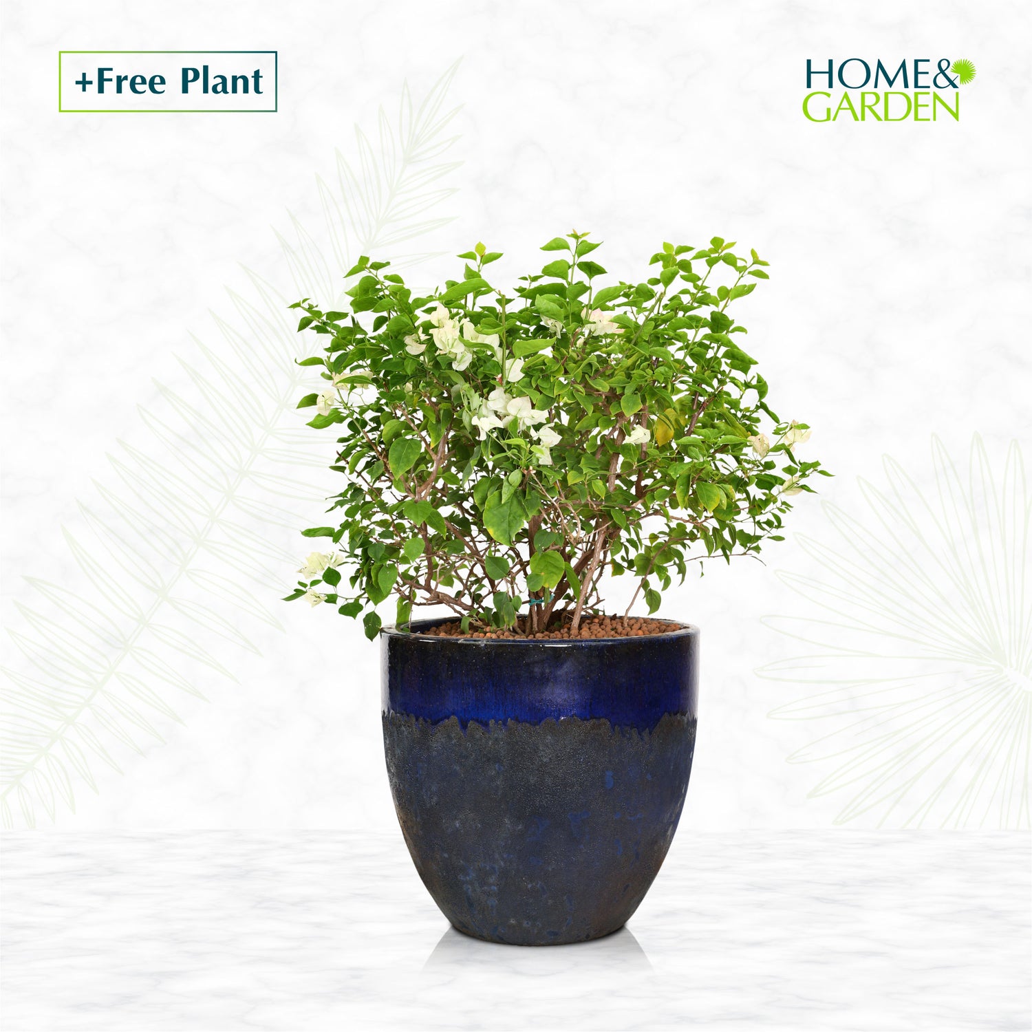 BUY POT & GET A PLANT FREE - ALTEROSA HALVED BLUE PLANTER - حوض ألتروسا - اشتري حوض واحصل على نبتة مجاناً