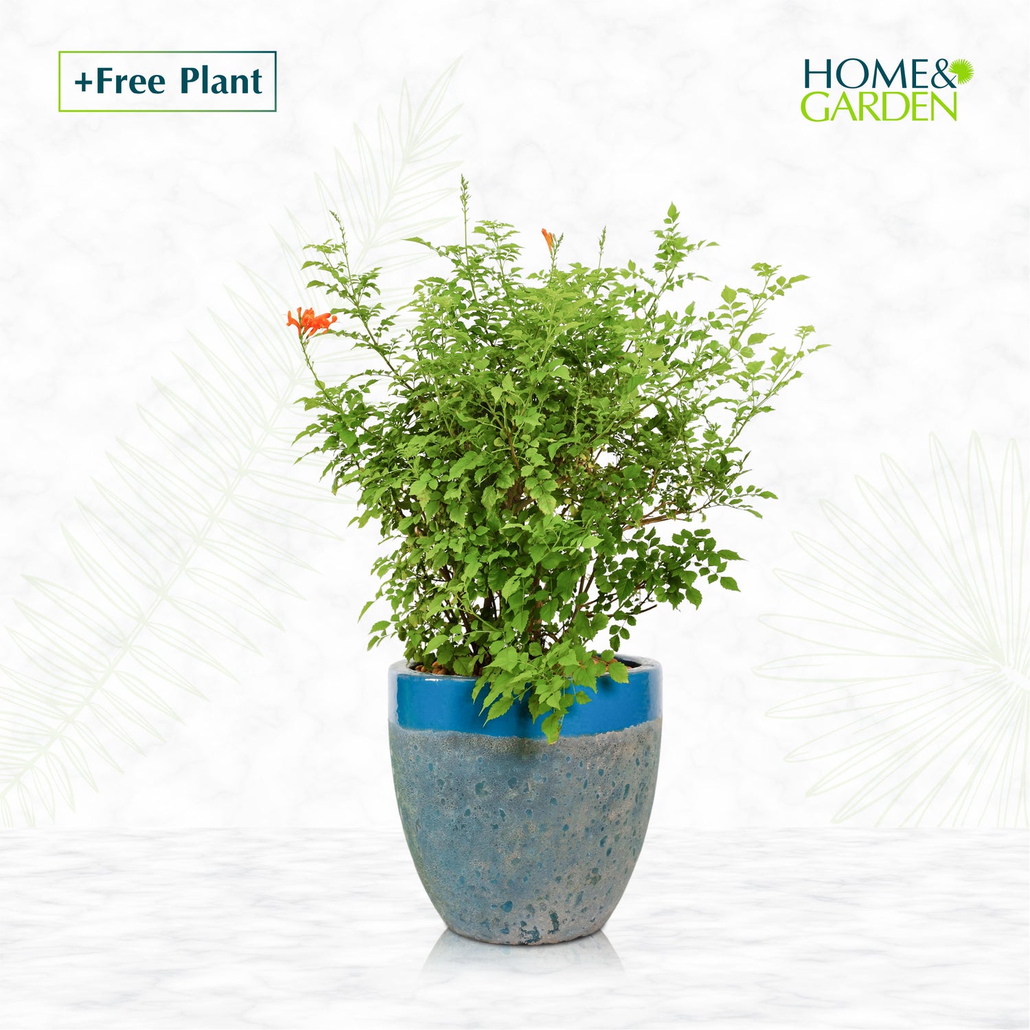 BUY POT & GET A PLANT FREE - PETROLINA IRONSTONE AQUA BLUE - حوض بترولينا الازرق - اشتري حوض واحصل على نبتة مجاناً