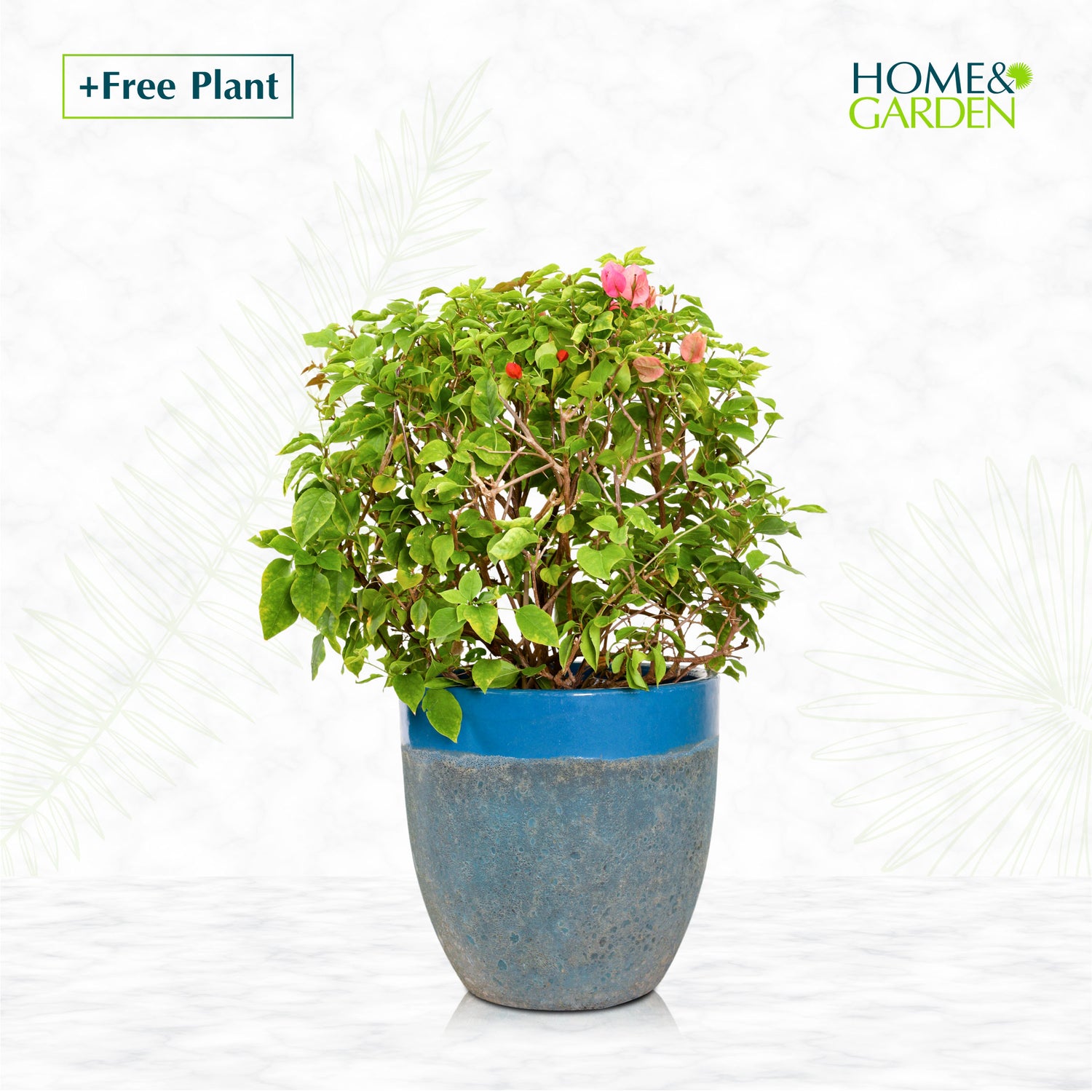 BUY POT & GET A PLANT FREE - ALTEROSA IRONSTONE AQUA BLUE PLANTER - حوض ألتروسا - اشتري حوض واحصل على نبتة مجاناً