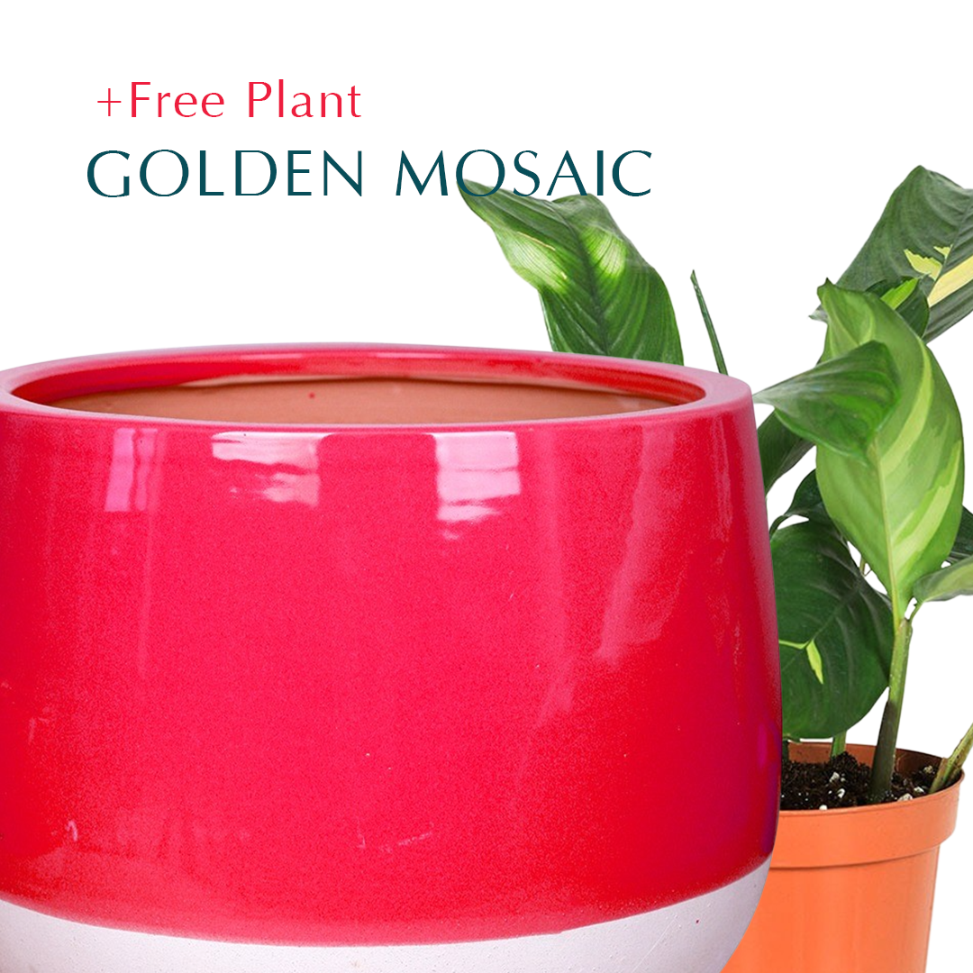 Home and Garden Buy your favorite plant online!