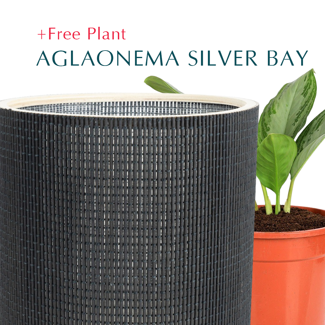 BUY POT & GET A PLANT FREE - TAMBEY BLACK BASKETS - سلة تامبي -  اشتري حوض واحصل على نبتة مجاناً