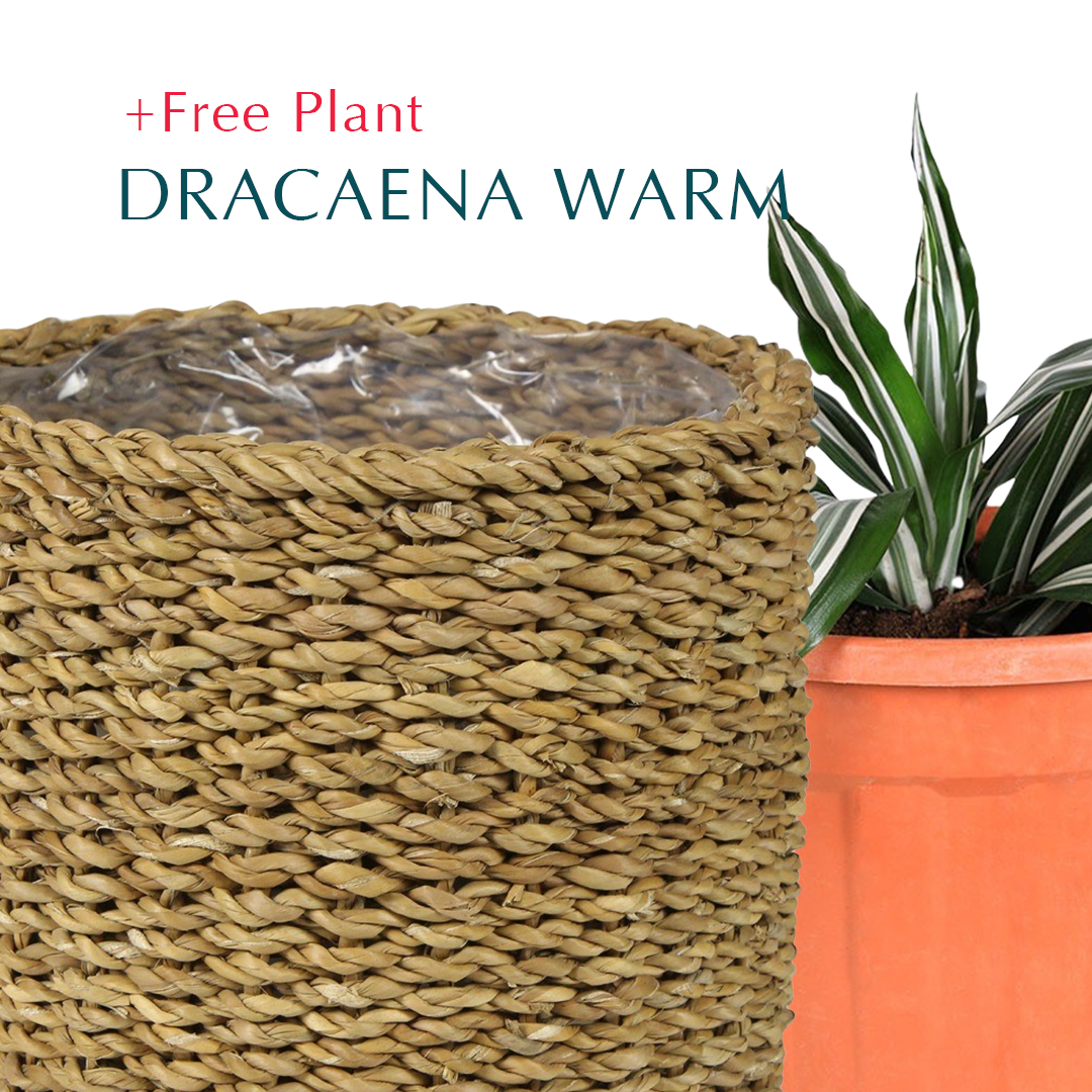 BUY POT & GET A PLANT FREE - IKSHA NATURAL PLANTERS - سلة إيكشا -  اشتري حوض واحصل على نبتة مجاناً