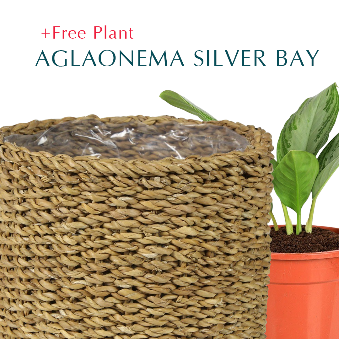 BUY POT & GET A PLANT FREE - IKSHA NATURAL PLANTERS - سلة إيكشا -  اشتري حوض واحصل على نبتة مجاناً