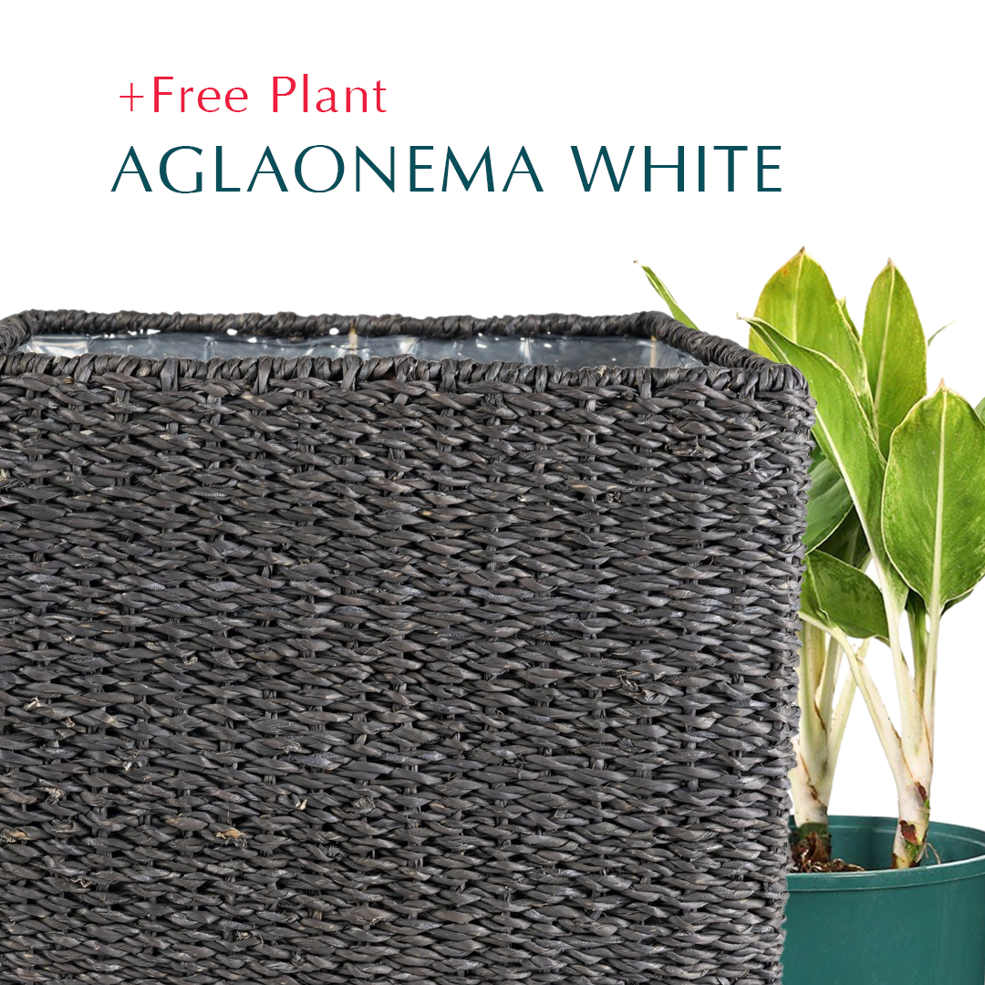 BUY POT & GET A PLANT FREE - SOSVA BLACK CUBE BASKET - سلة سوسفا -  اشتري حوض واحصل على نبتة مجاناً