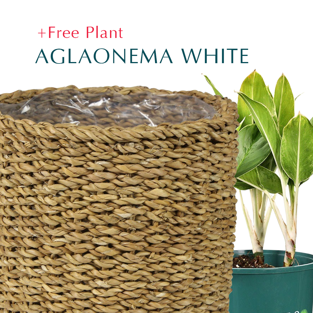 BUY POT & GET A PLANT FREE - NOSOVAYA NATURAL BASKET PLANTERS - سلة نوسوفايا -  اشتري حوض واحصل على نبتة مجاناً