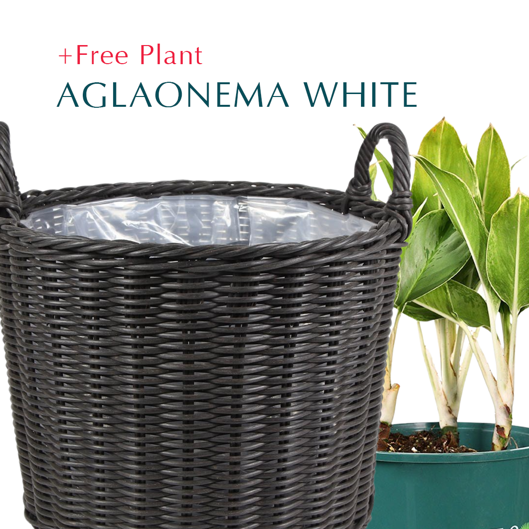 اشتري أصيصًا واحصل على نبات مجانًا - DUBNA DARK BROWN PLANTER - سلة دوبنا