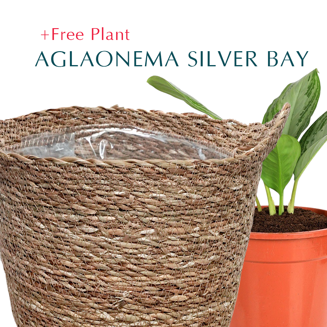 BUY POT & GET A PLANT FREE - SAMARA BROWN PLANTER - سلة سمارا - اشتري حوض واحصل على نبتة مجاناً