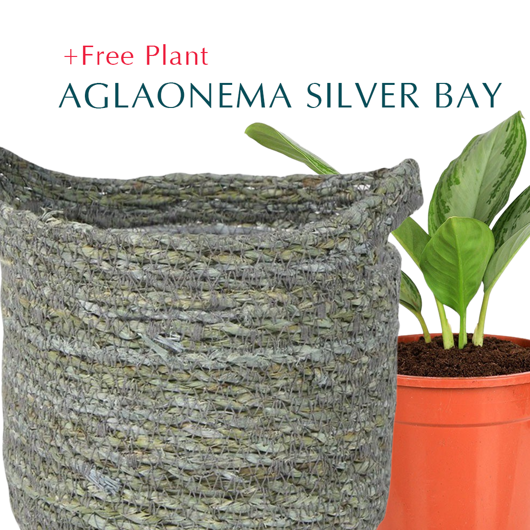 BUY POT & GET A PLANT FREE - SAMARA ICE-BLUE PLANTER - سلة سمارا