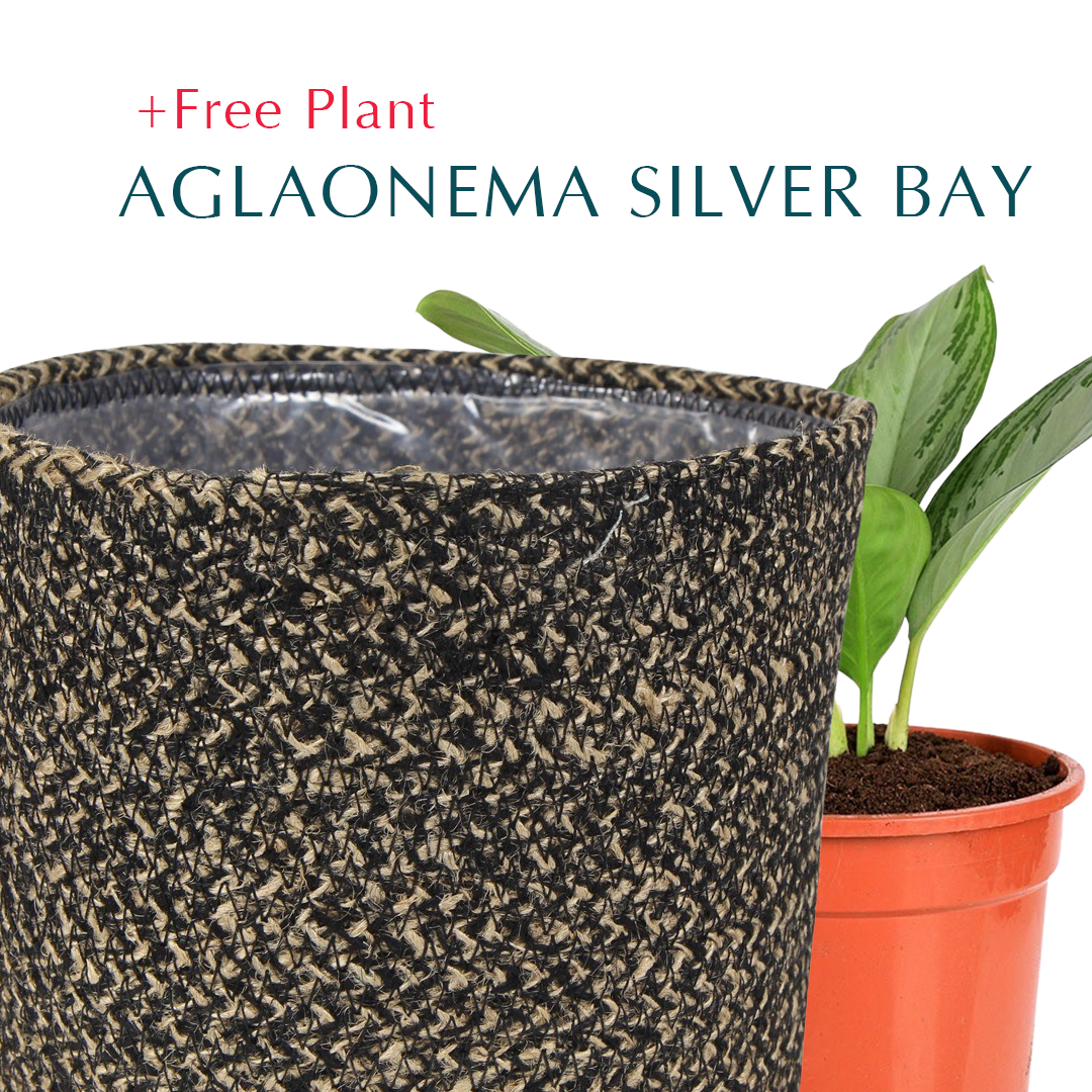 BUY POT & GET A PLANT FREE - KAZAN BLACK PLANTER - سلة كازان -  اشتري حوض واحصل على نبتة مجاناً