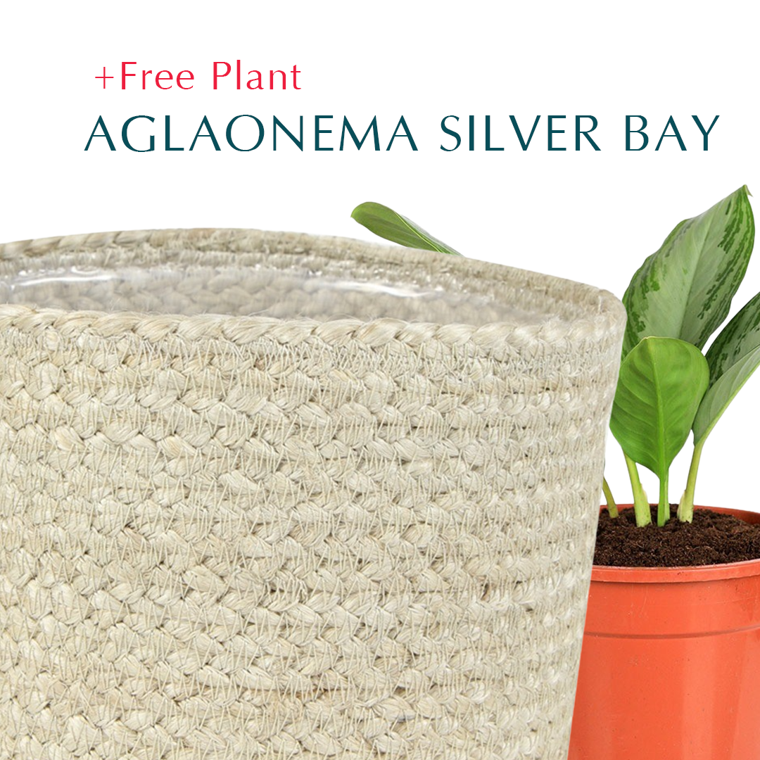 BUY POT & GET A PLANT FREE - KAZAN BEIGE PLANTER - سلة كازان -  اشتري حوض واحصل على نبتة مجاناً