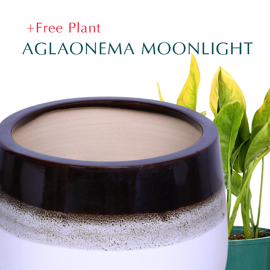 BUY POT & GET A PLANT FREE - MARKHAM BROWN-WHITE CERAMIC POT - حوض ماركام - اشتري حوض واحصل على نبتة مجاناً