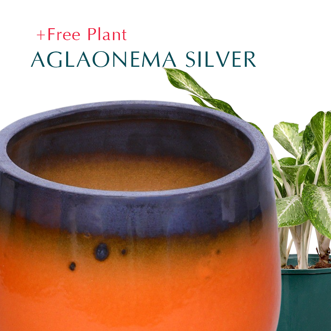 BUY POT & GET A PLANT FREE - DELTA GOLD-ORANGE CERAMIC POT - حوض دلتا - اشتري حوض واحصل على نبتة مجاناً