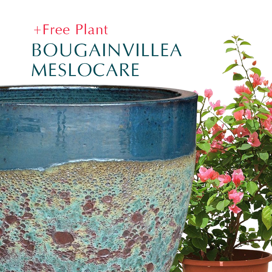 BUY POT & GET A PLANT FREE -ALTEROSA MIST GREEN PLANTER - حوض ألتروسا - اشتري حوض واحصل على نبتة مجاناً