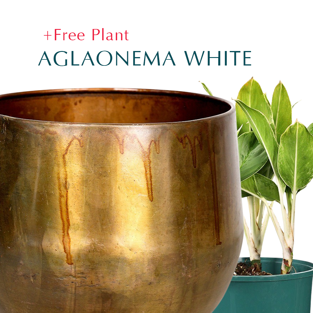 BUY POT & GET A PLANT FREE - KALUGA CAMEL BROWN PLANTER - حوض كالوجا -  اشتري حوض واحصل على نبتة مجاناً