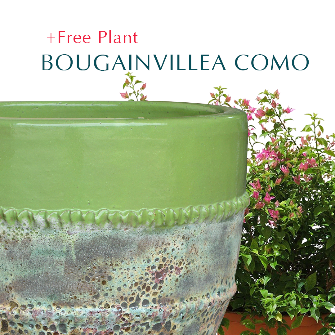 BUY POT & GET A PLANT FREE -BRINCO MINT-MIST GREEN PLANTER - حوض سيراميك أخضر - اشتري حوض واحصل على نبتة مجاناً