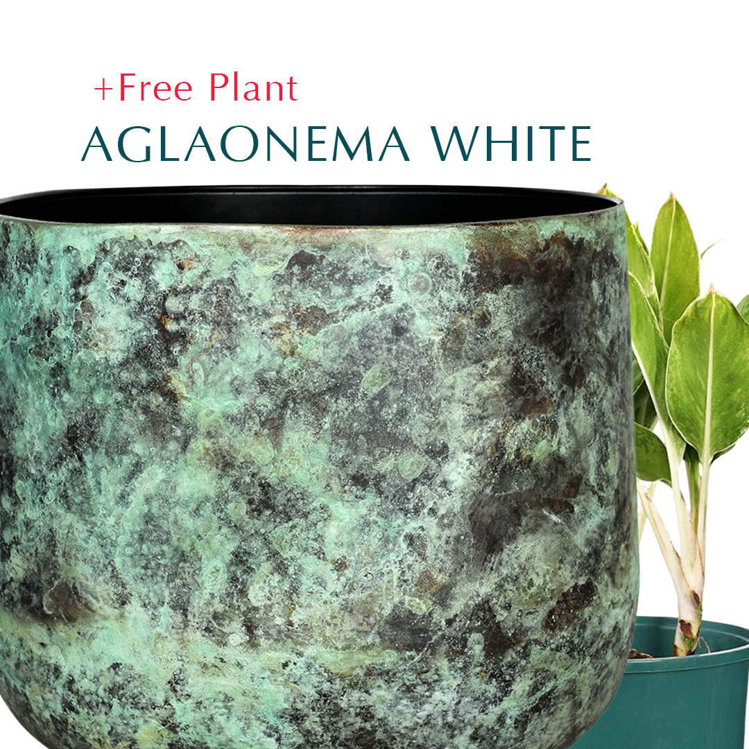 اشتري وعاء واحصل على نبات مجاناً - KAMYSHIN MYSTIC GREEN PLANTER - حوض كاميشين - اشتري حوض واحصل على نبتة مجاناً