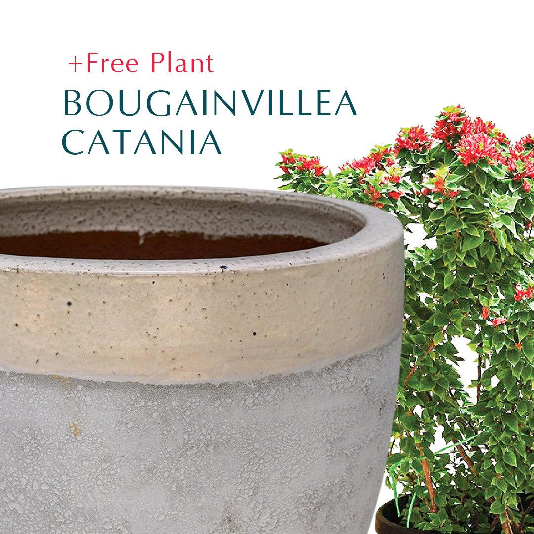 BUY POT & GET A PLANT FREE - ALTEROSA CHALKY-WHITE PLANTER - حوض ألتروسا - اشتري حوض واحصل على نبتة مجاناً