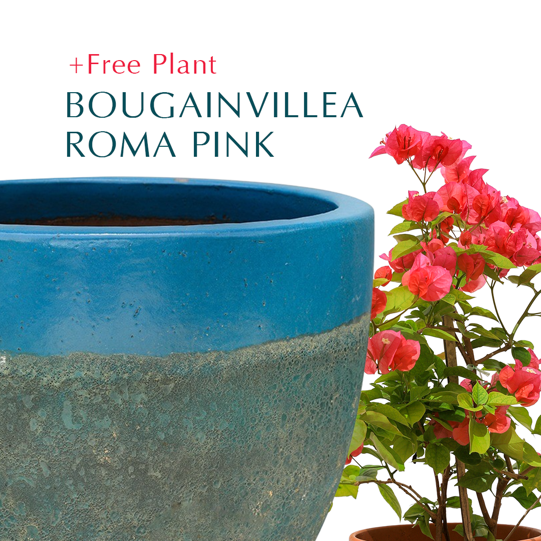 BUY POT & GET A PLANT FREE - ALTEROSA IRONSTONE AQUA BLUE PLANTER - حوض ألتروسا - اشتري حوض واحصل على نبتة مجاناً