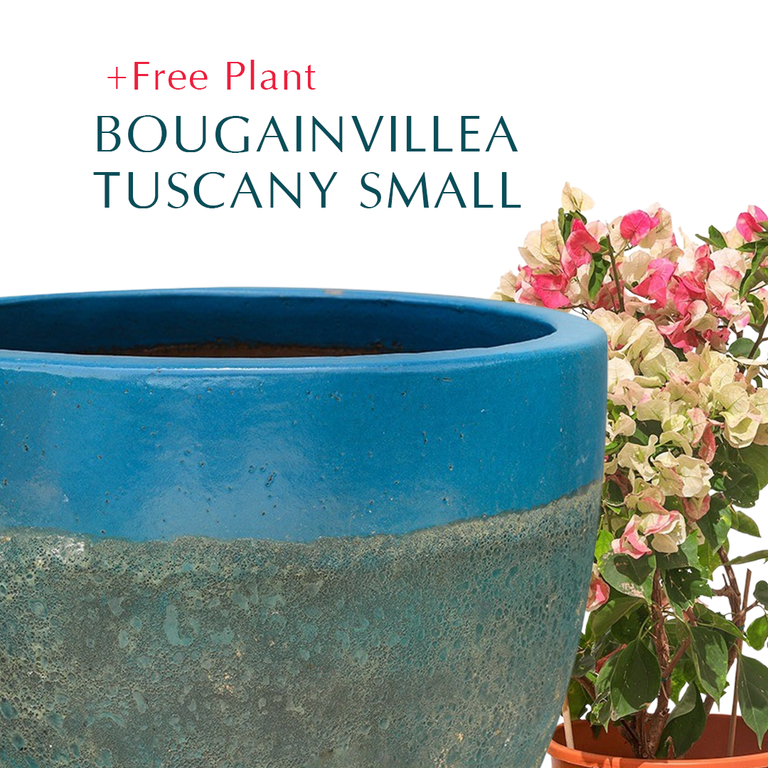 BUY POT & GET A PLANT FREE - ALTEROSA IRONSTONE AQUA BLUE PLANTER - حوض ألتروسا - اشتري حوض واحصل على نبتة مجاناً