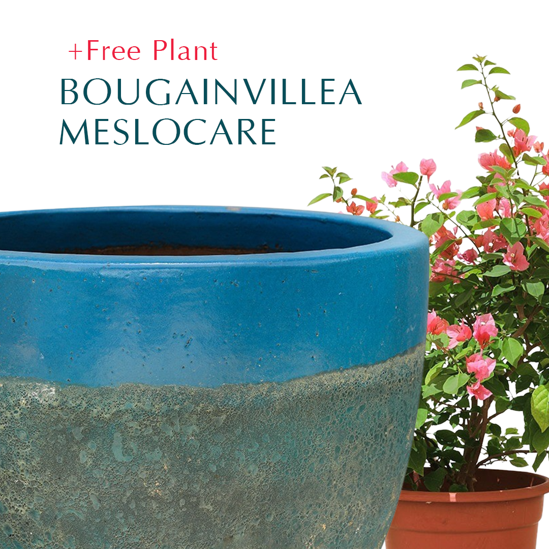 BUY POT & GET A PLANT FREE - ALTEROSA IRONSTONE AQUA BLUE PLANTER - حوض ألتروسا - اشتري حوض واحصل على نبتة مجاناً