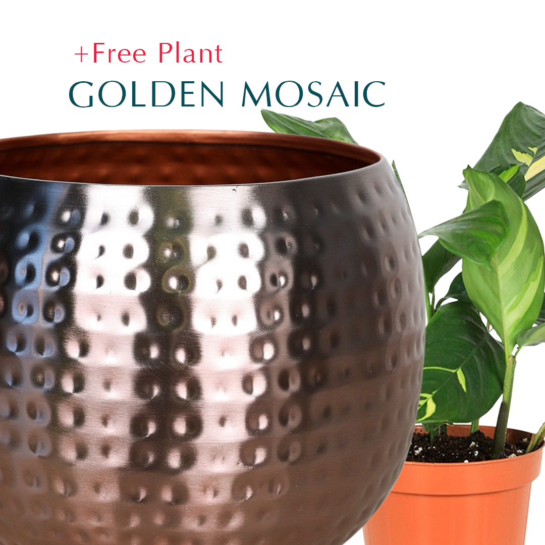 اشتري وعاء واحصل على نبات مجاناً - PENZA BRONZE PLANTER - بينزا - حوض اشتري واحصل على نبتة مجاناً