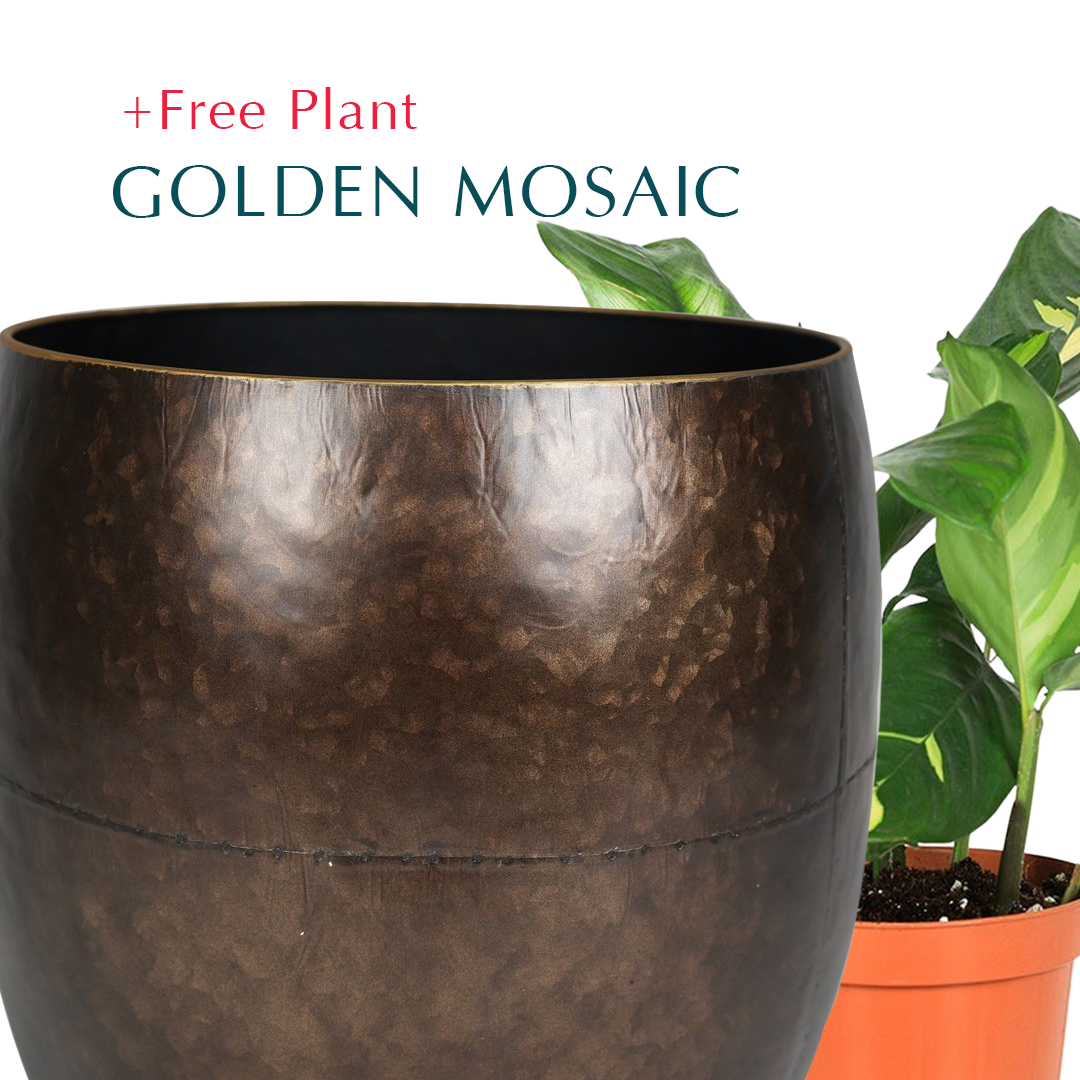 اشترِ أصيصًا واحصل على نبات مجانًا - SNOPA METAL PLANTER - حوض سنوبا - اشترِ حوضًا واحصل على نبتة مجانًا