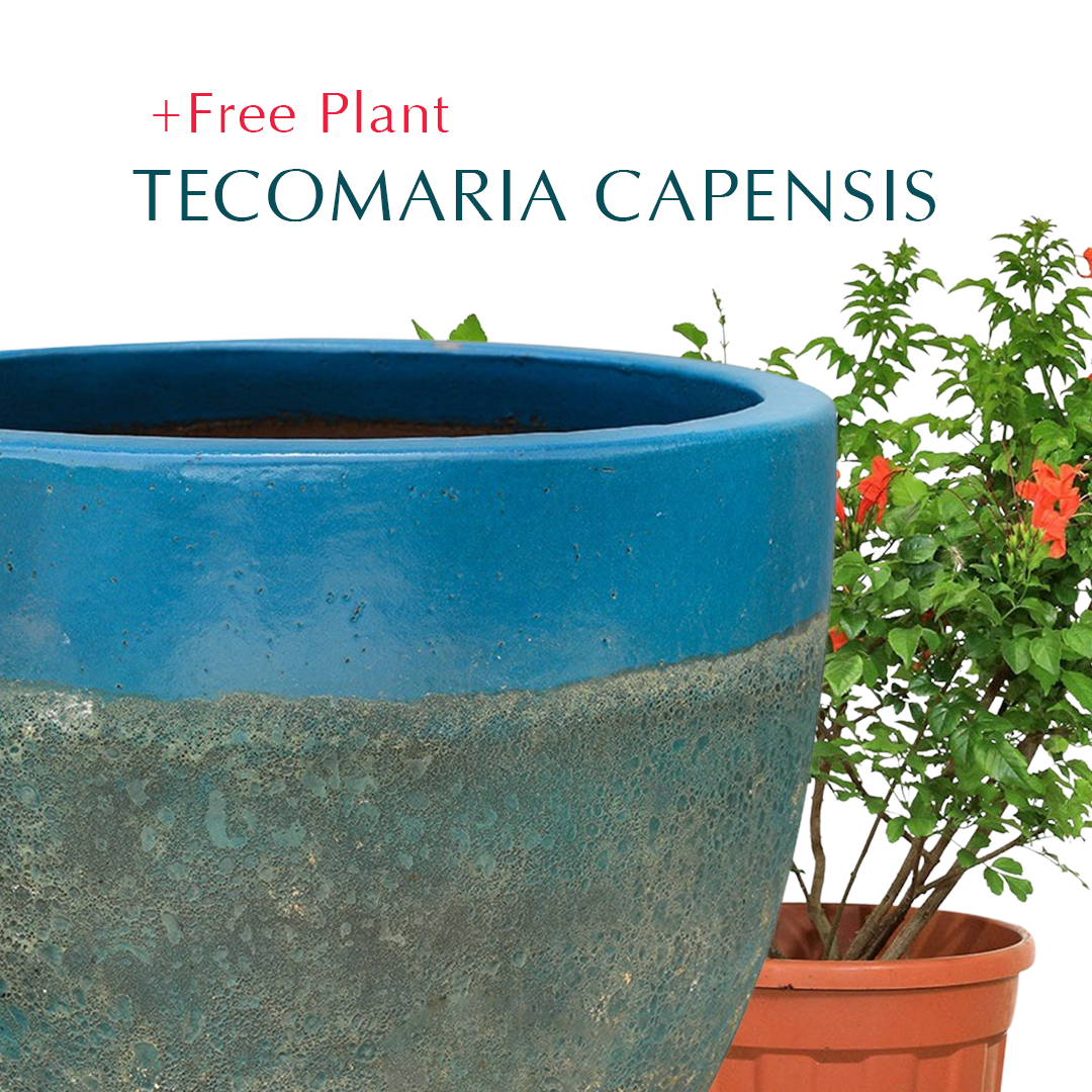 BUY POT & GET A PLANT FREE - PETROLINA IRONSTONE AQUA BLUE - حوض بترولينا الازرق - اشتري حوض واحصل على نبتة مجاناً