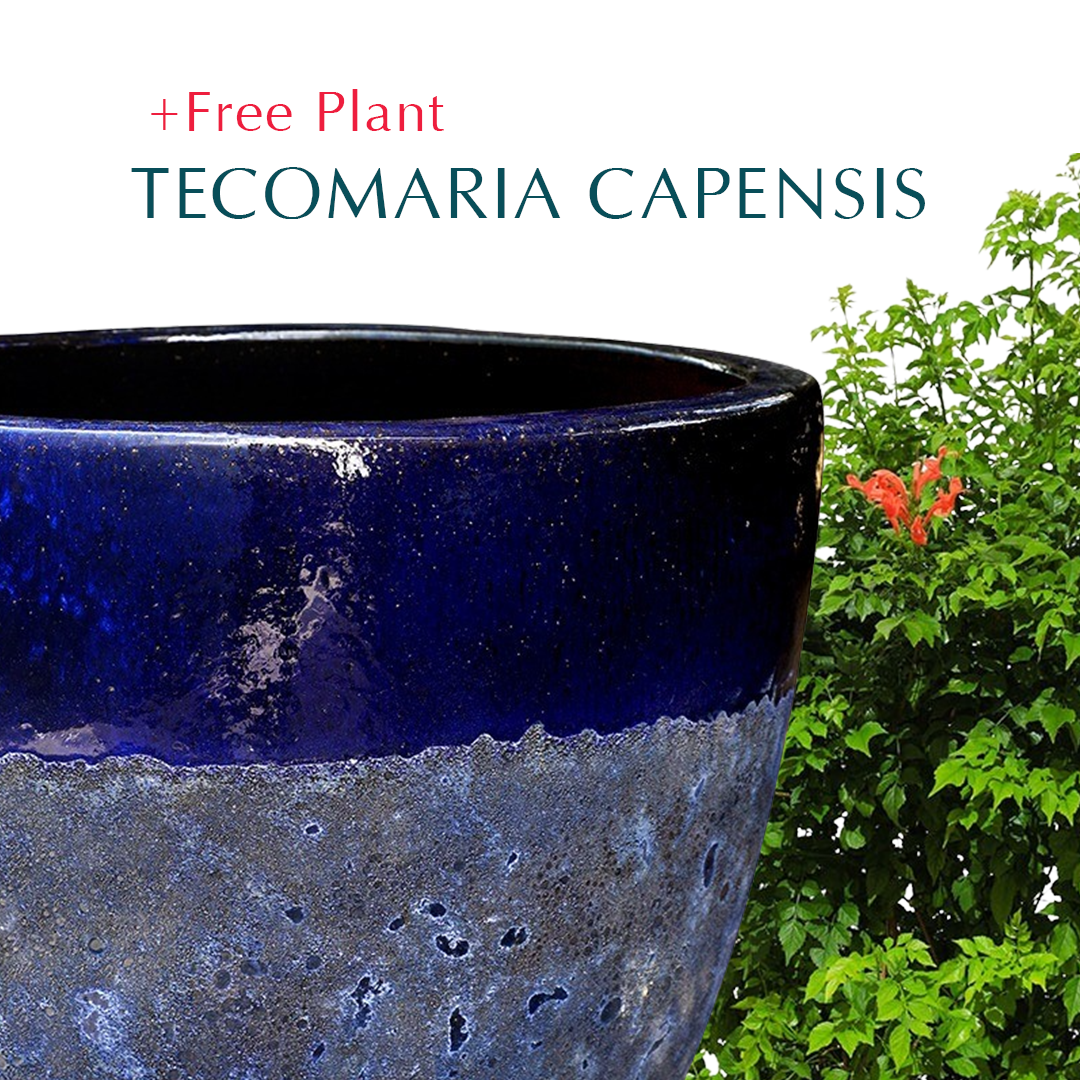 BUY POT & GET A PLANT FREE - ALTEROSA HALVED BLUE PLANTER - حوض ألتروسا - اشتري حوض واحصل على نبتة مجاناً