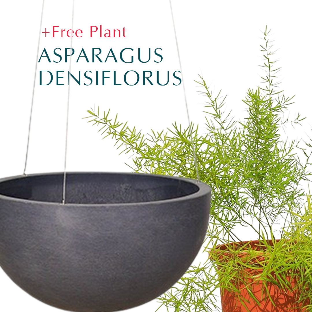 BUY POT & GET A PLANT FREE - OAKLAND HANGING POT - حوض أوكلاند المعلق - اشتري حوض واحصل على نبتة مجاناً