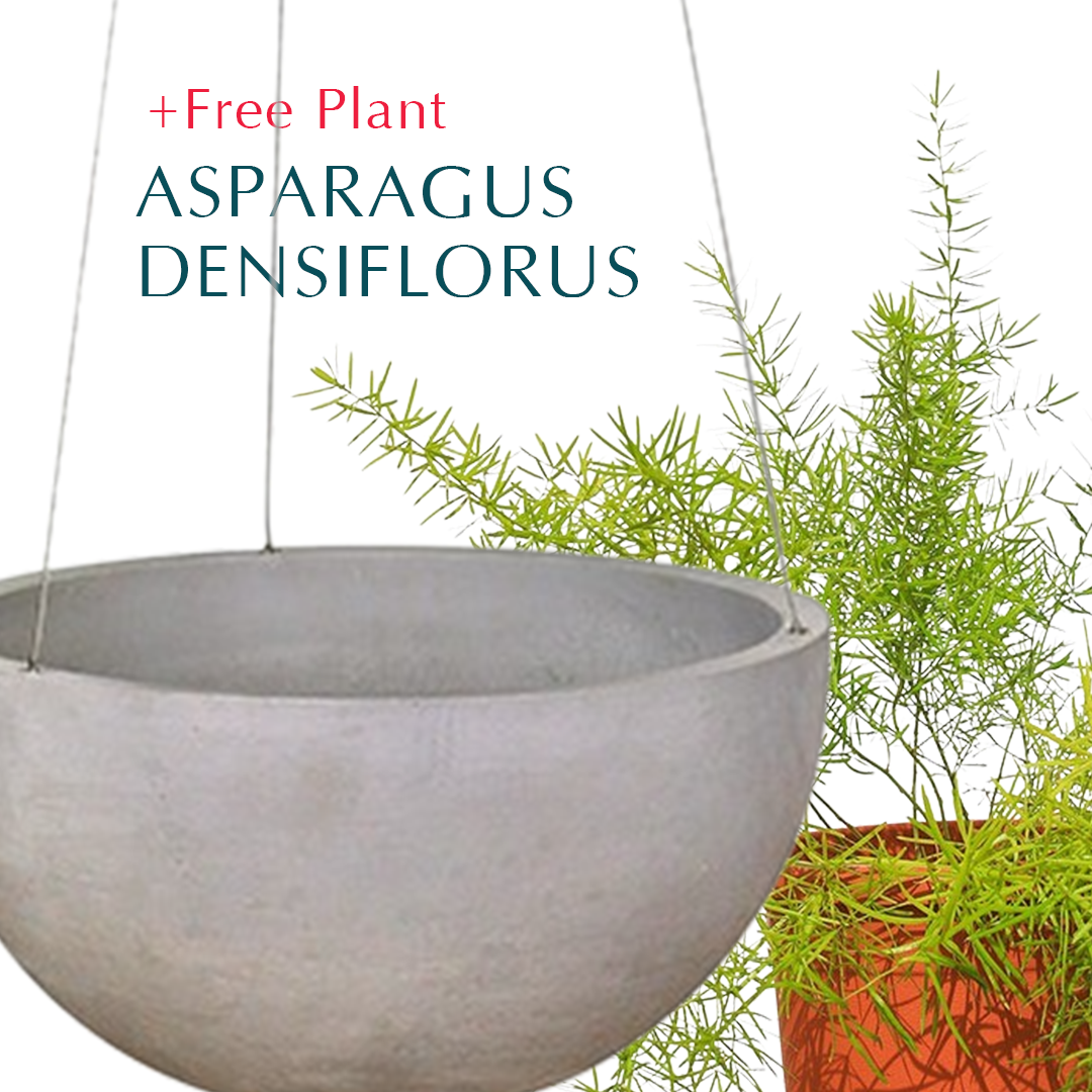 BUY POT & GET A PLANT FREE - OAKLAND HANGING POT - حوض أوكلاند المعلق - اشتري حوض واحصل على نبتة مجاناً