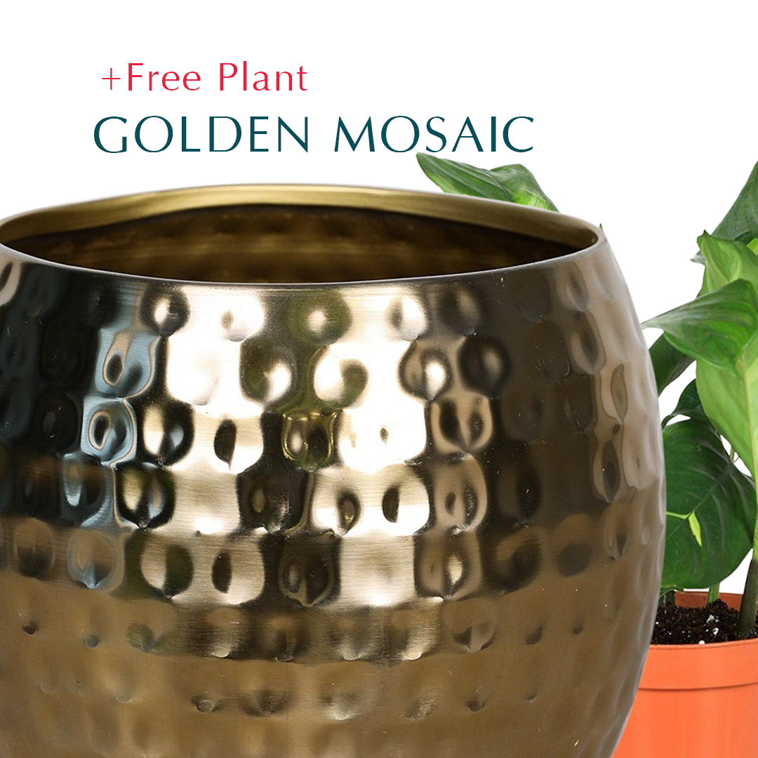 BUY POT & GET A PLANT FREE - SHATURA GLEAMING GOLD PLANTER - حوض شاتورا -  اشتري حوض واحصل على نبتة مجاناً