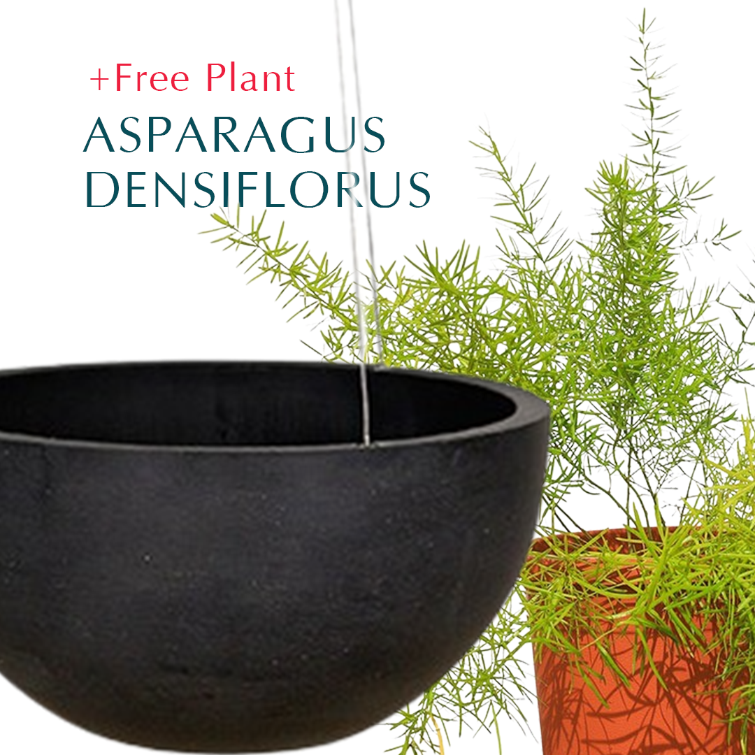 BUY POT & GET A PLANT FREE - OAKLAND HANGING POT - حوض أوكلاند المعلق - اشتري حوض واحصل على نبتة مجاناً