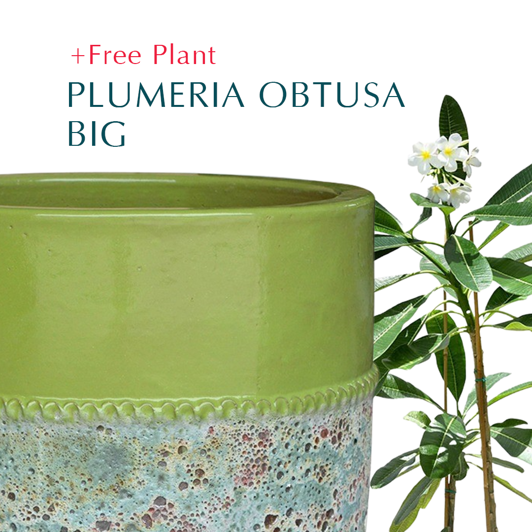 BUY POT & GET A PLANT FREE - PETROLINA MINT-MIST GREEN PLANTER - حوض بترولينا - اشتري حوض واحصل على نبتة مجاناً