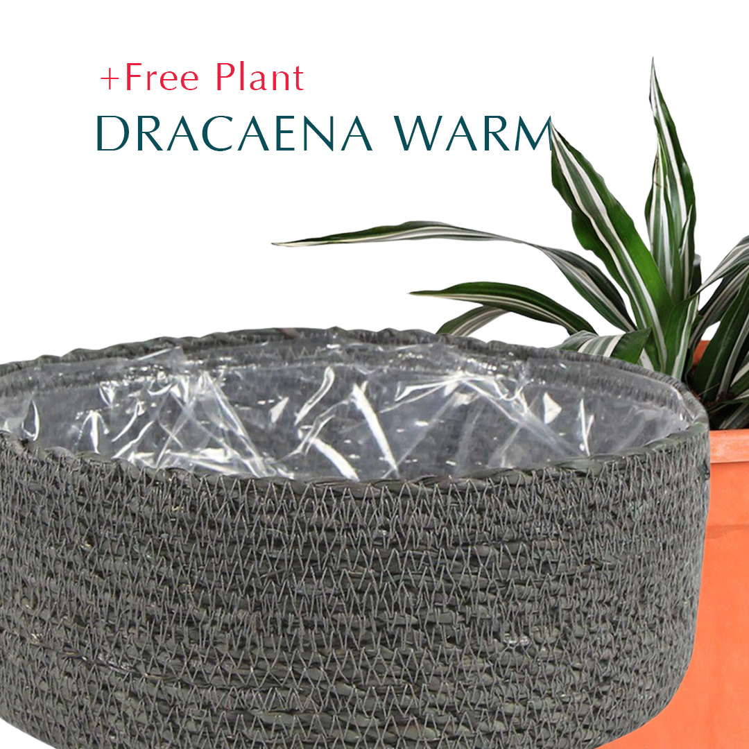 BUY POT & GET A PLANT FREE - ISHIDEY GREY BOWL - سلة إشيدي -  اشتري حوض واحصل على نبتة مجاناً