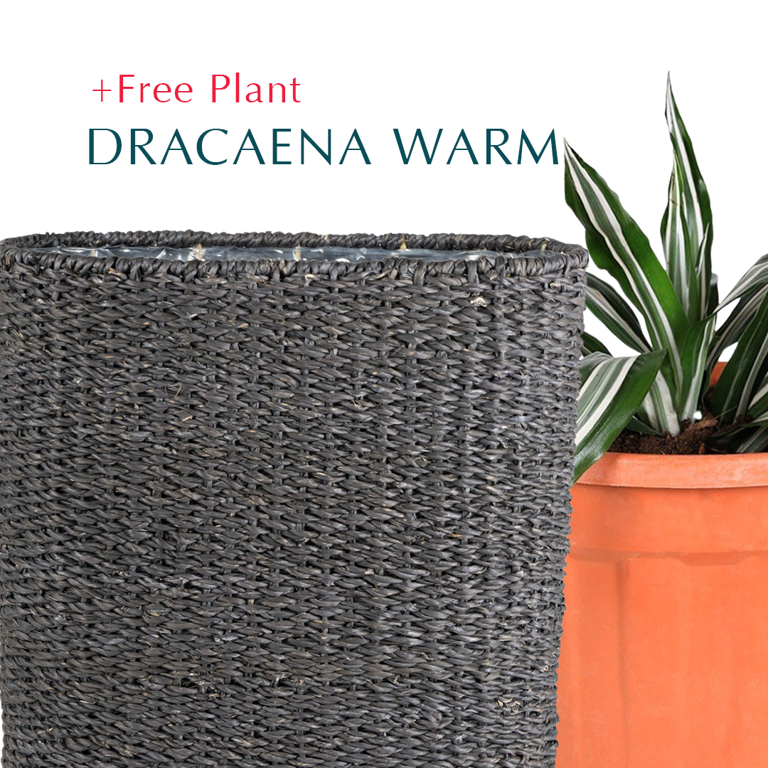 BUY POT & GET A PLANT FREE - SOSVA BLACK BASKET PLANTER - سلة سوسفا -  اشتري حوض واحصل على نبتة مجاناً