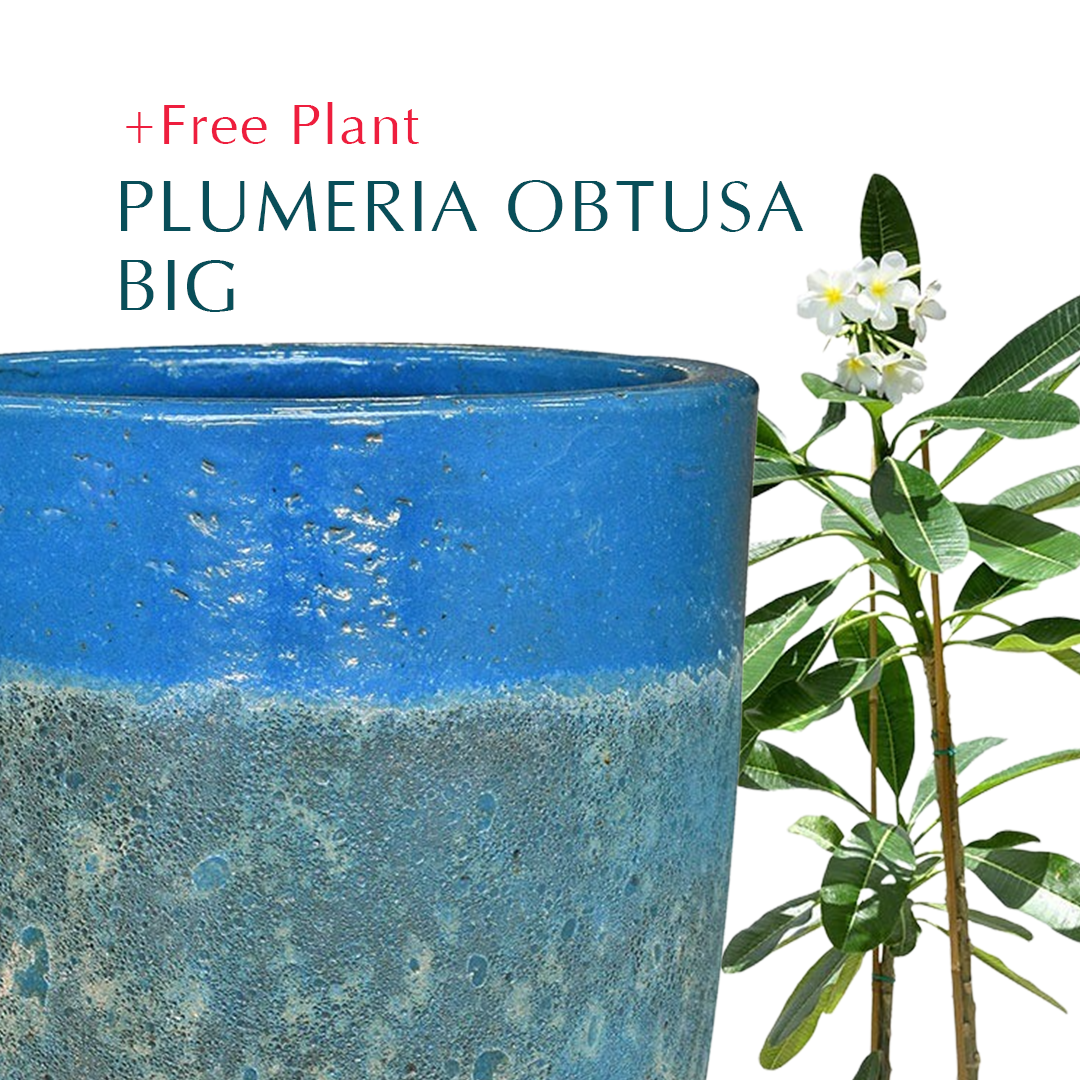 BUY POT & GET A PLANT FREE - PETROLINA IRONSTONE AQUA BLUE - حوض بترولينا - اشتري حوض واحصل على نبتة مجاناً