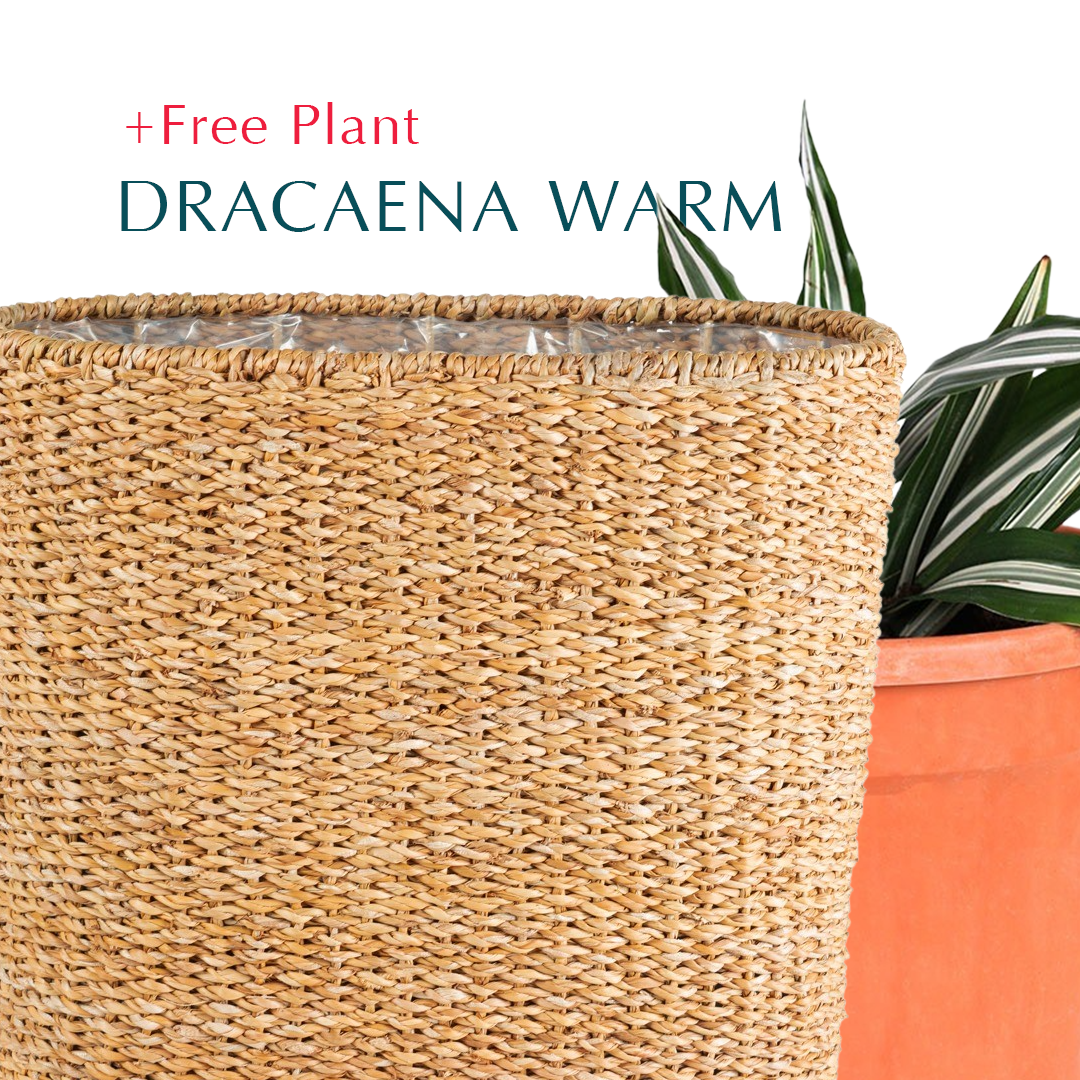 BUY POT & GET A PLANT FREE - SOSVA NATURAL CUBE BASKET PLANTER - سلة سوسفا -  اشتري حوض واحصل على نبتة مجاناً