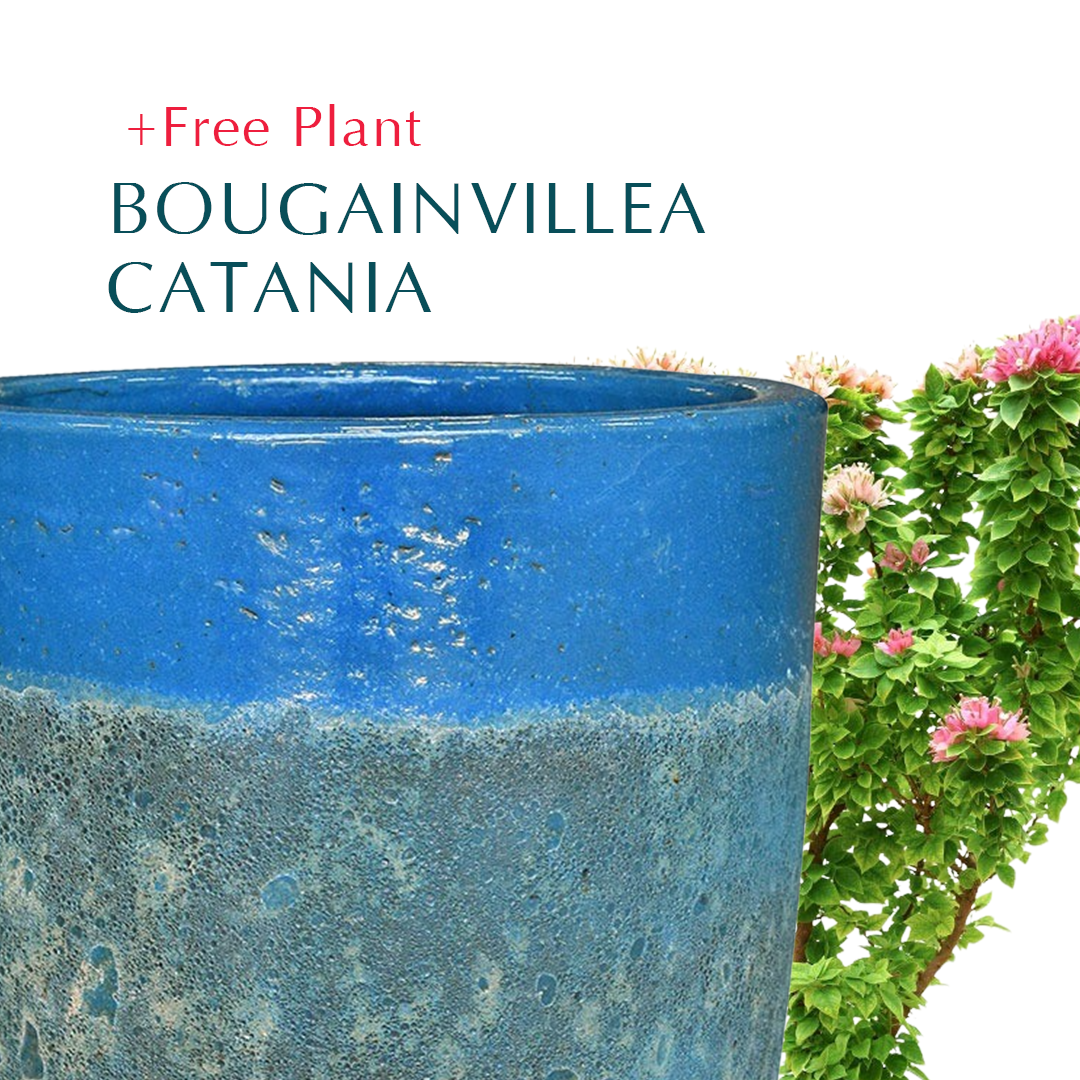 BUY POT & GET A PLANT FREE - PETROLINA IRONSTONE AQUA BLUE - حوض بترولينا - اشتري حوض واحصل على نبتة مجاناً