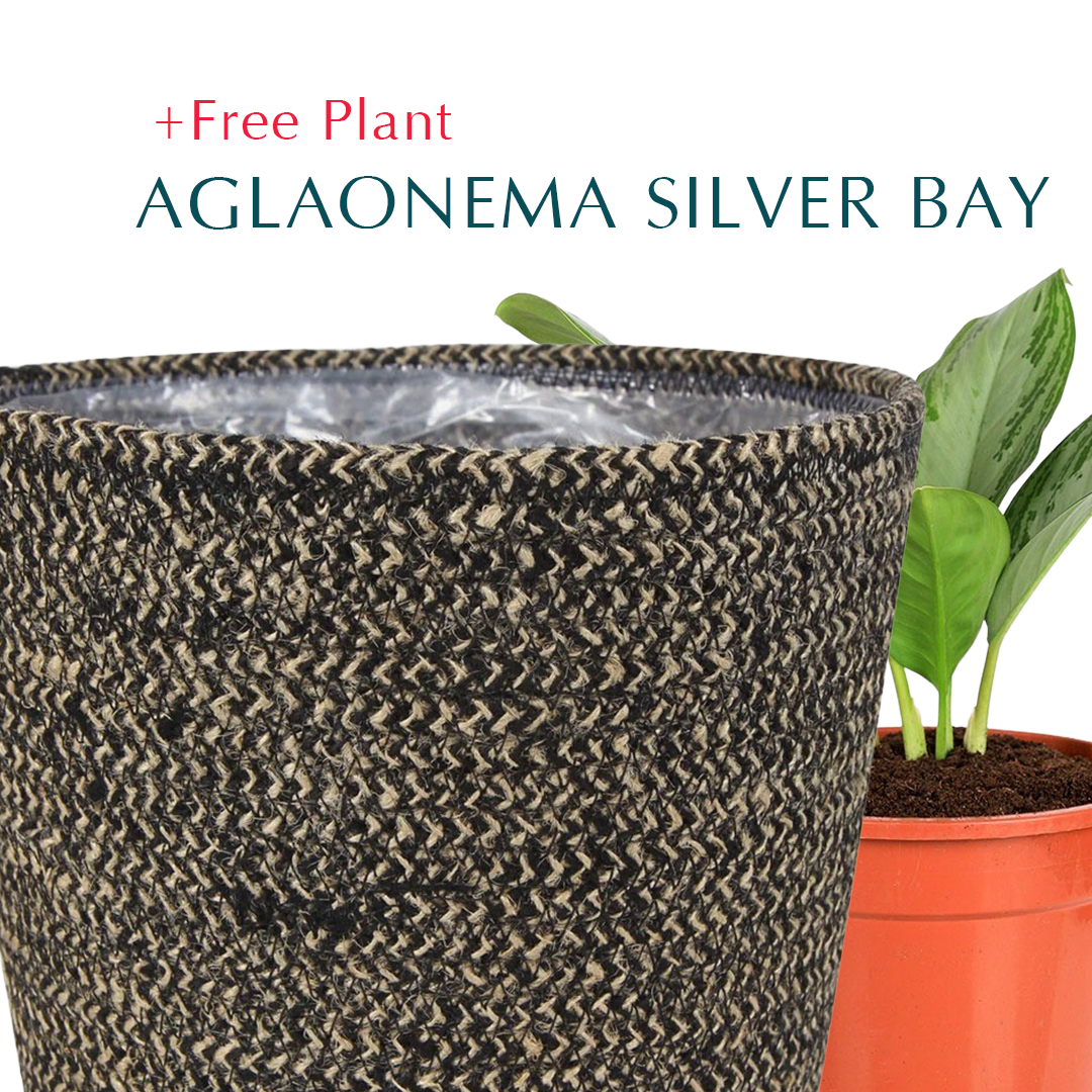 BUY POT & GET A PLANT FREE - CHERSKY BLACK PLANTER - حوض تشيرسكي -  اشتري حوض واحصل على نبتة مجاناً