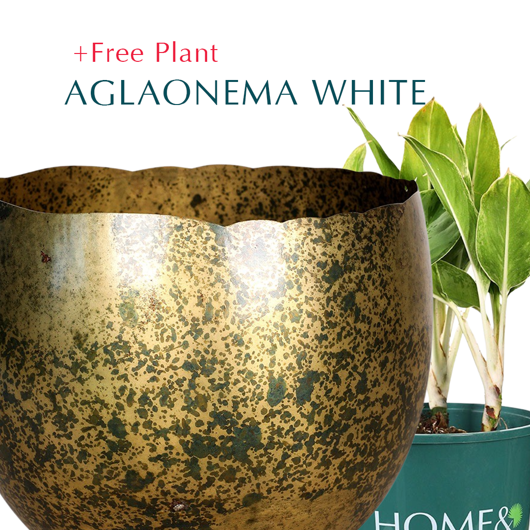 اشترِ أصيصًا واحصل على نبات مجانًا - BUGULMA METALLIC BRASS PLANTER - حوض بوجولما - اشترِ حوضًا واحصل على نبتة مجانًا 