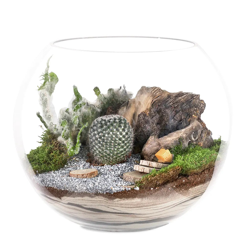TERRARIUM GIFT SET - (صباريات في (هدية تيراريوم