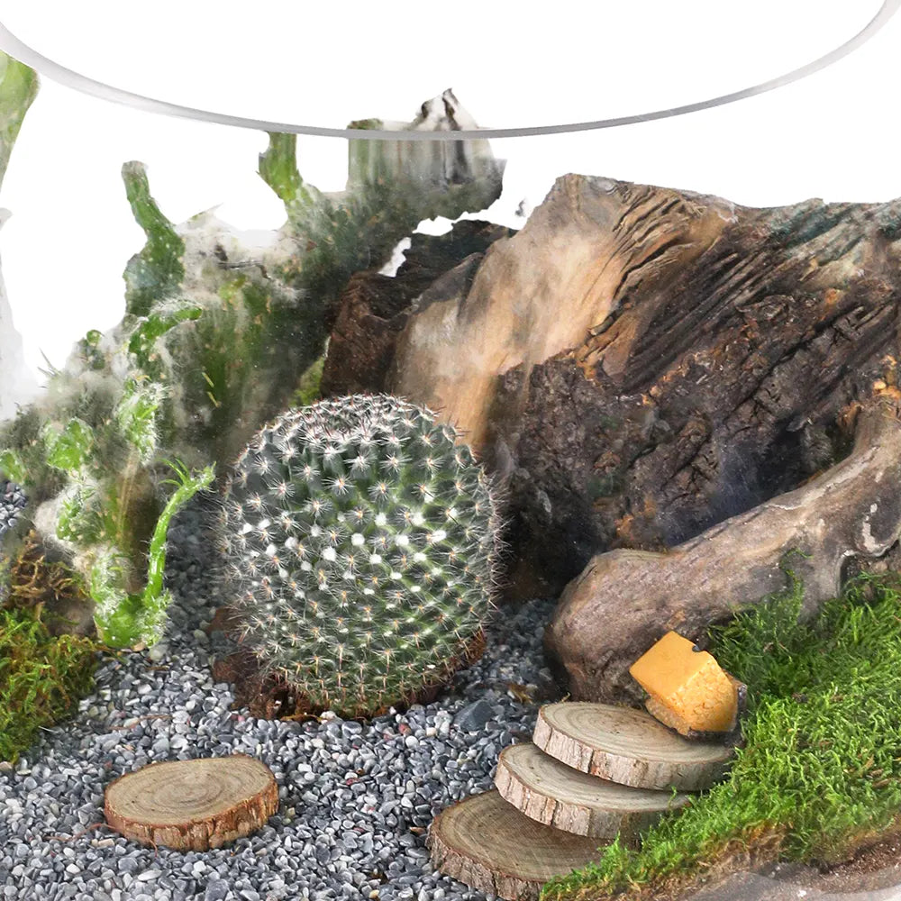 TERRARIUM GIFT SET - (صباريات في (هدية تيراريوم