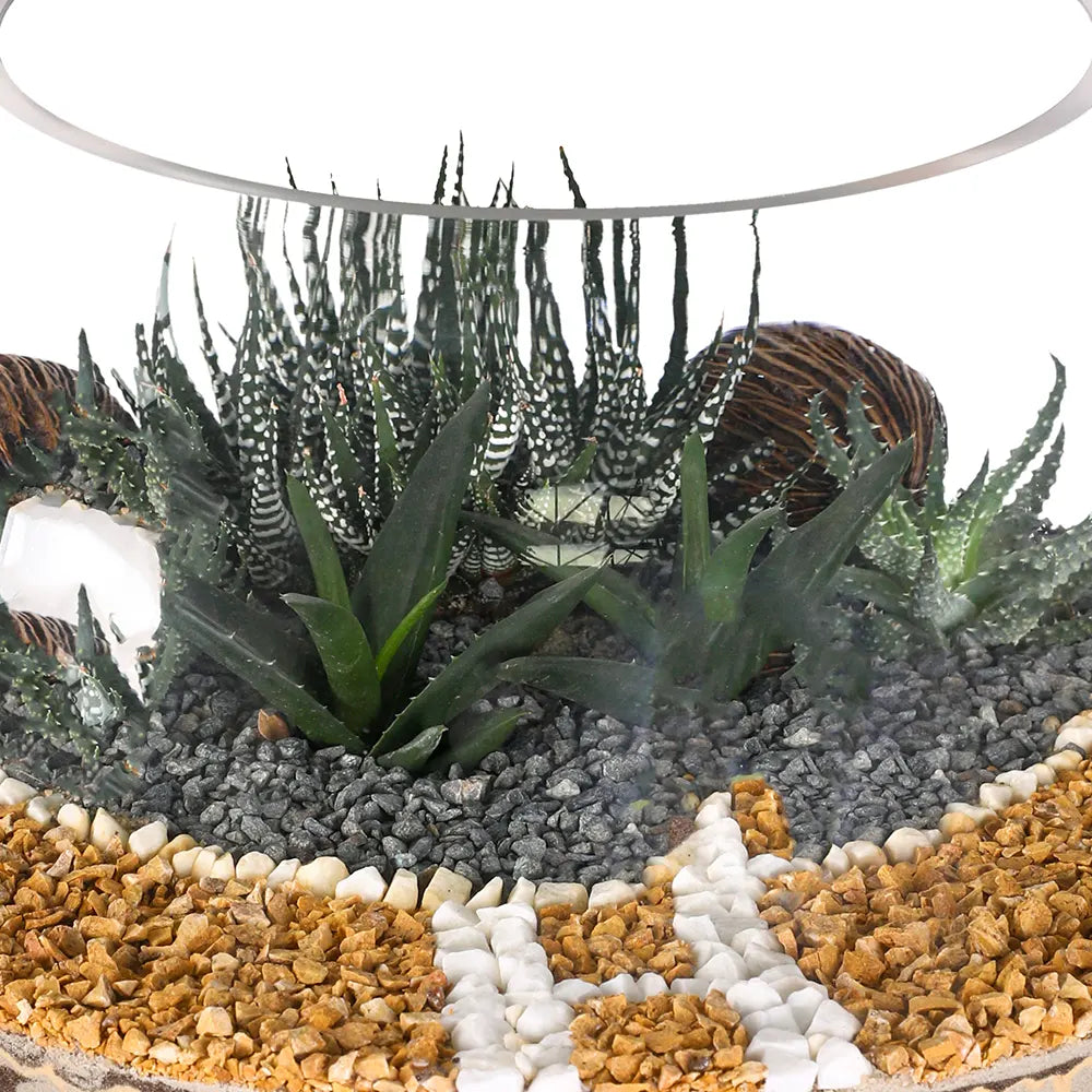 SUCCULENT PLANTS IN TERRARIUM - النباتات العصارية في التيراريوم