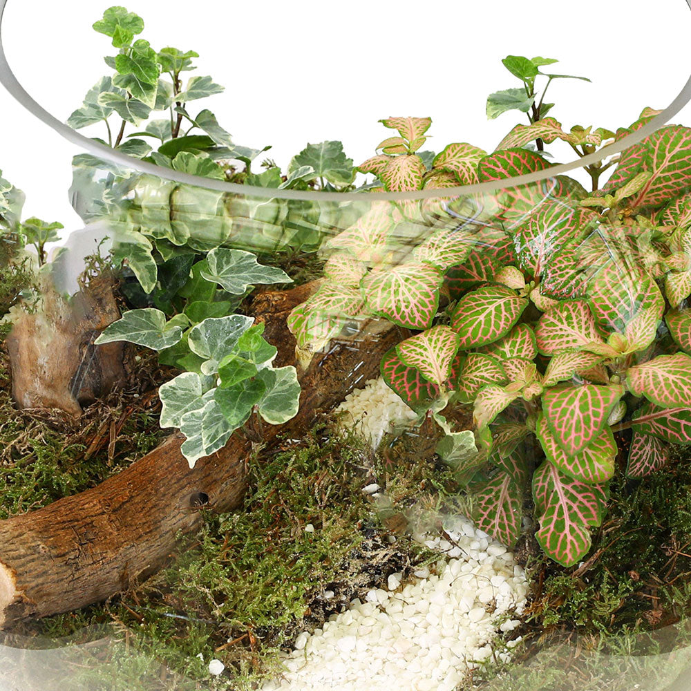 MINIATURE FOREST TERRARIUM - غابة مصغره