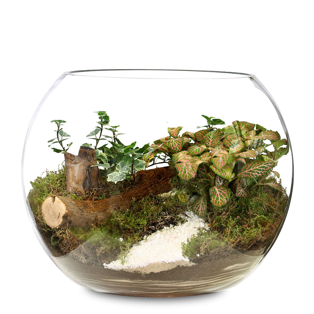 MINIATURE FOREST TERRARIUM - غابة مصغره