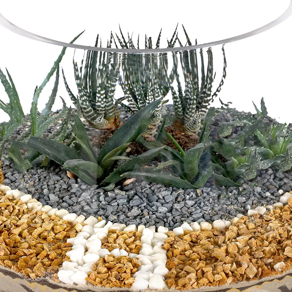TERRARIUM GIFT SET - (صباريات في (هدية تيراريوم