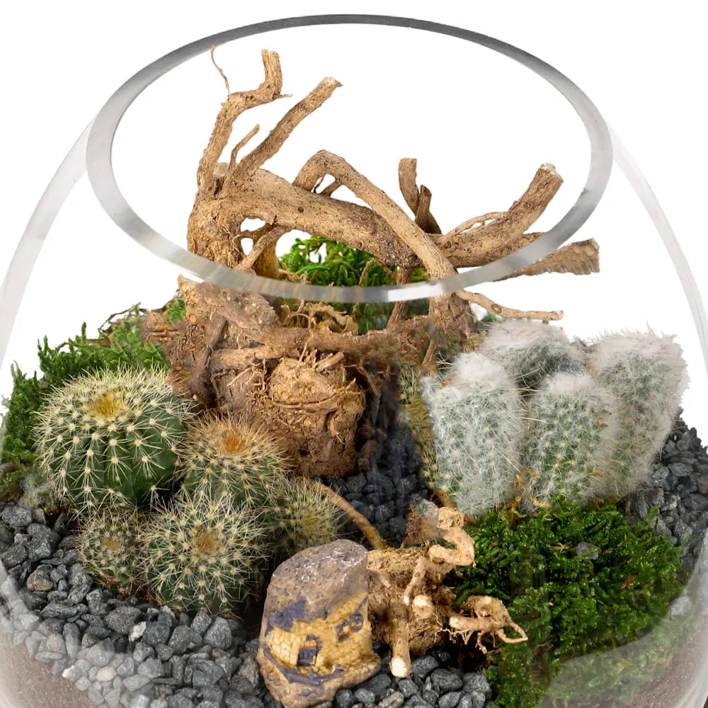 SUCCULENT PLANTS IN TERRARIUM - النباتات العصارية في التيراريوم